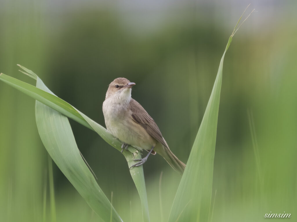 埼玉の公園　オオヨシキリ