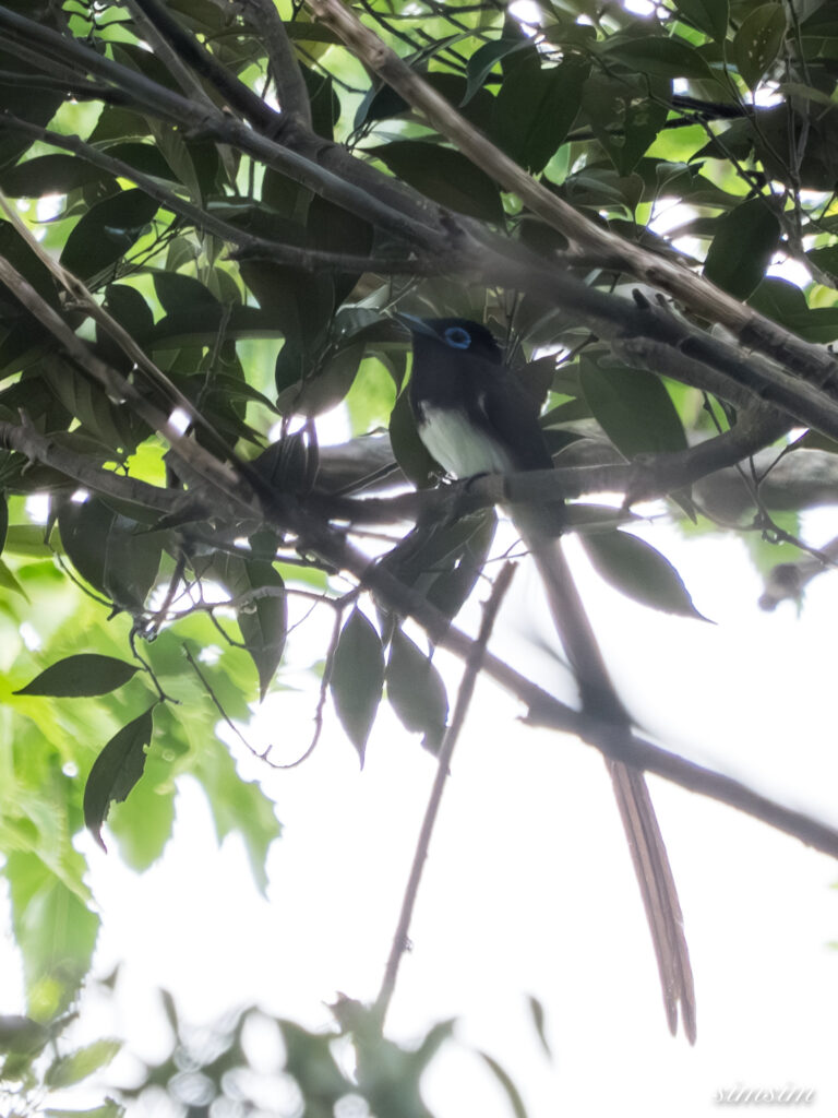 埼玉の公園　サンコウチョウ