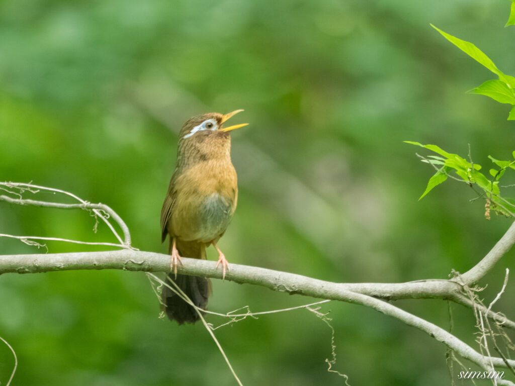 埼玉の公園　ガビチョウ