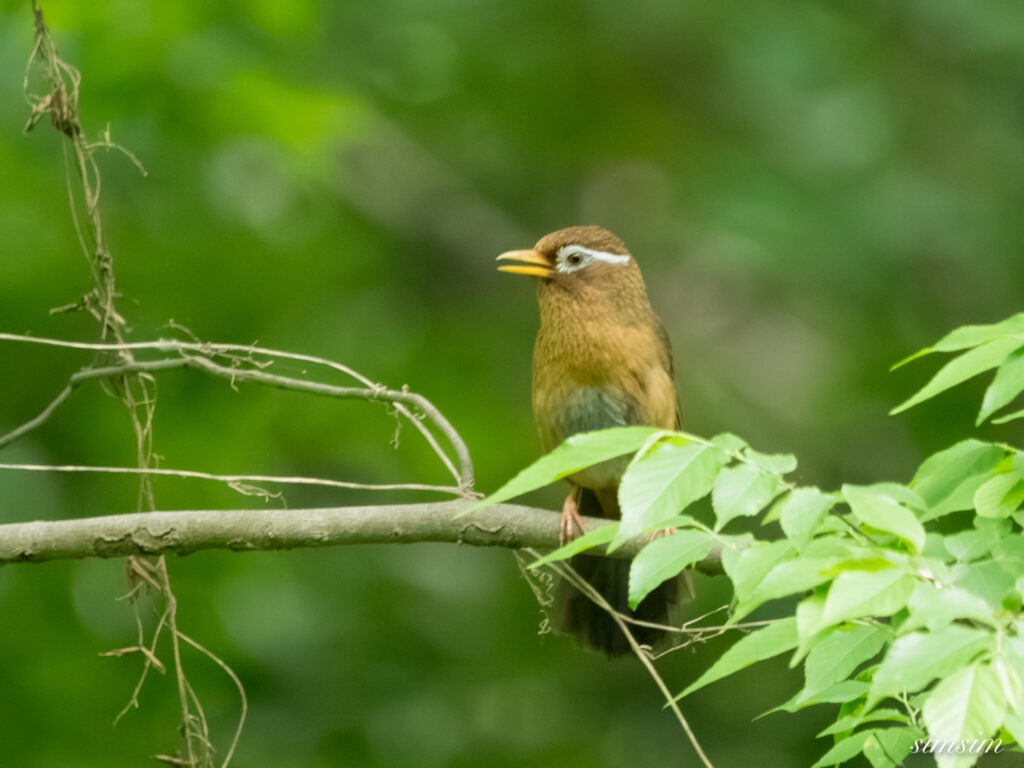 埼玉の公園　ガビチョウ