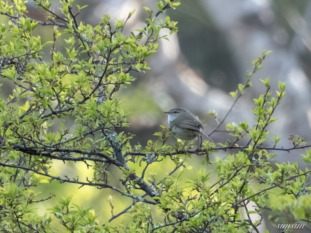 赤城山山麓 ウグイス