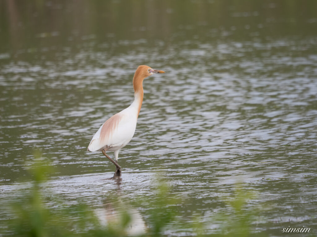 埼玉の公園　アマサギ