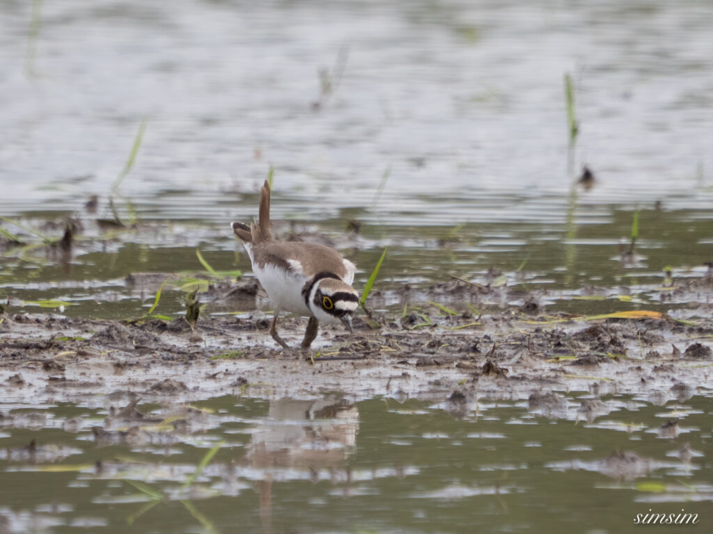 埼玉の公園　アマサギ