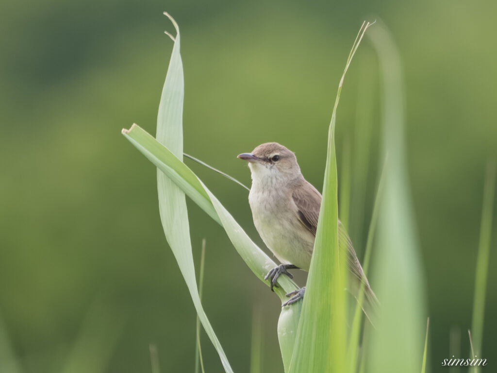 埼玉の公園　オオヨシキリ