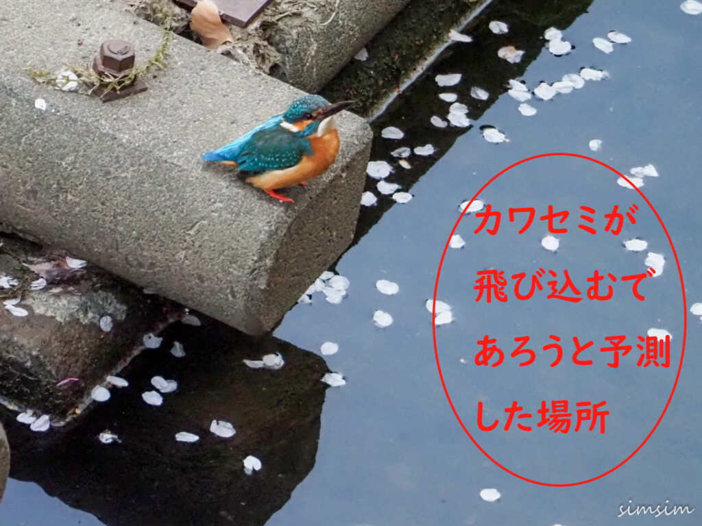 カワセミ　撮影のコツ