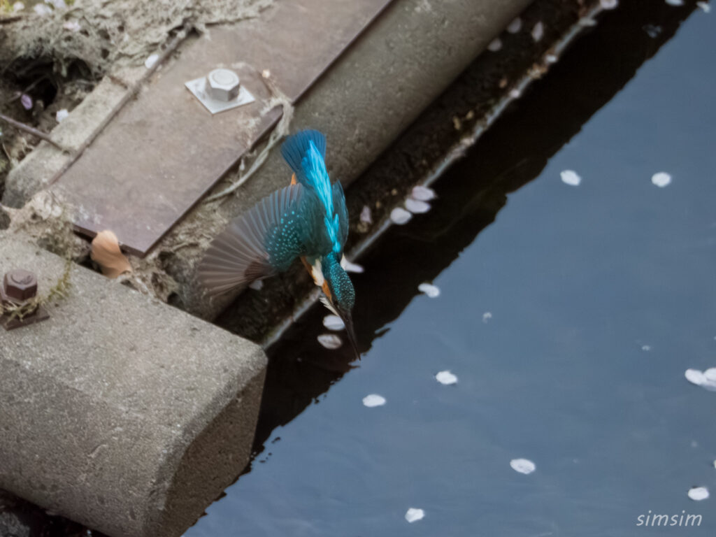 カワセミ　飛び込み