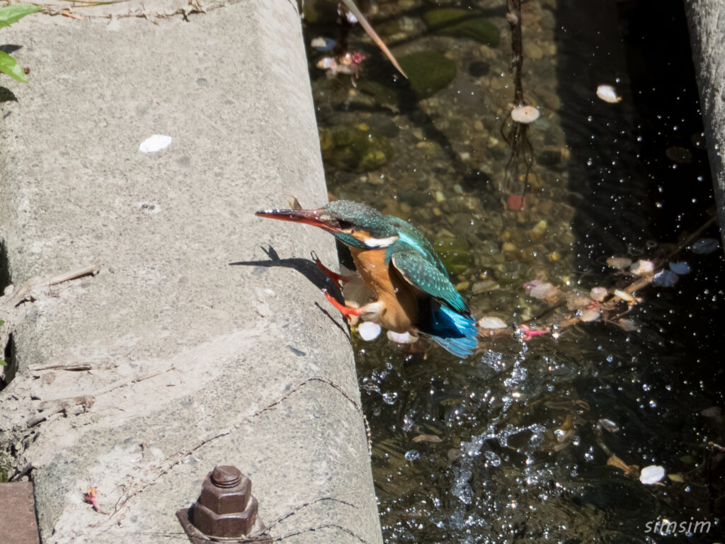 カワセミ　飛び込み