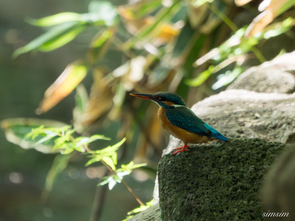 都内の公園 カワセミ