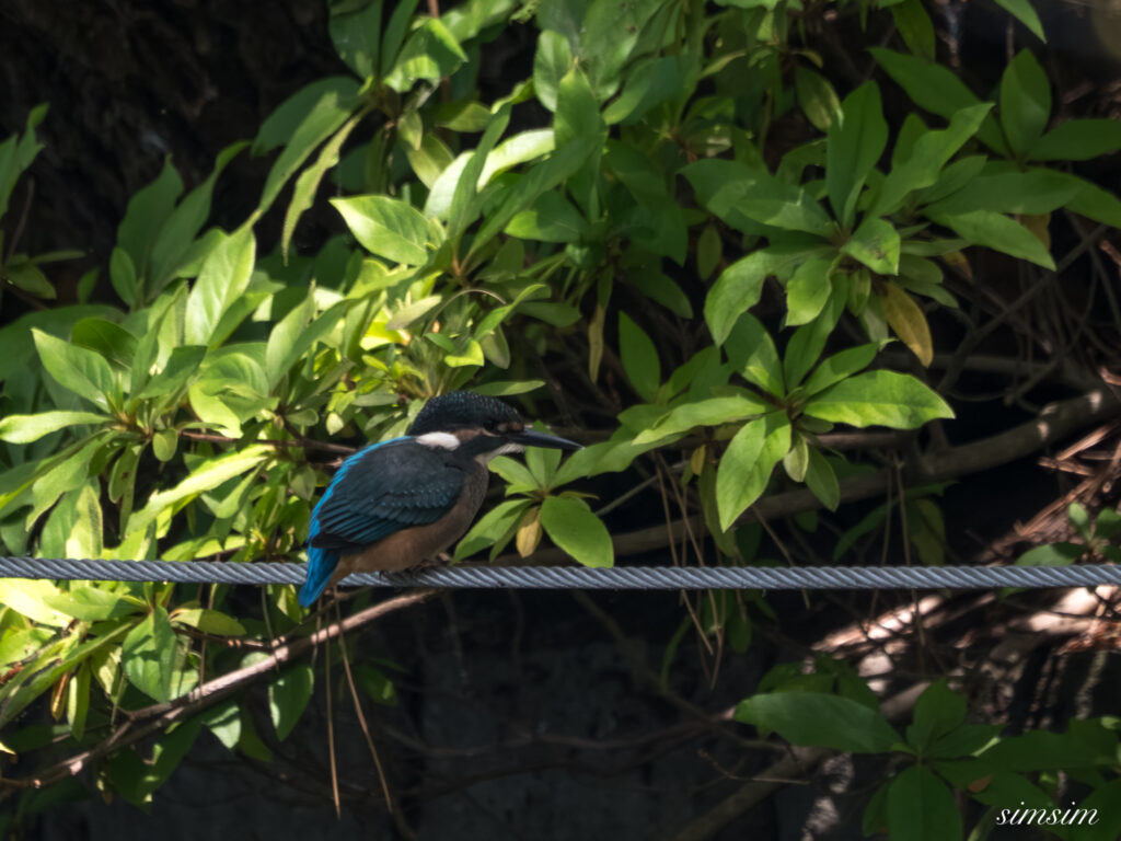 都内の公園 カワセミ幼鳥