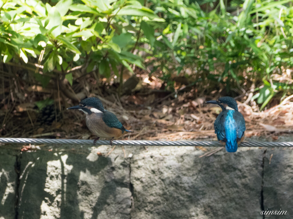 都内の公園 カワセミ幼鳥
