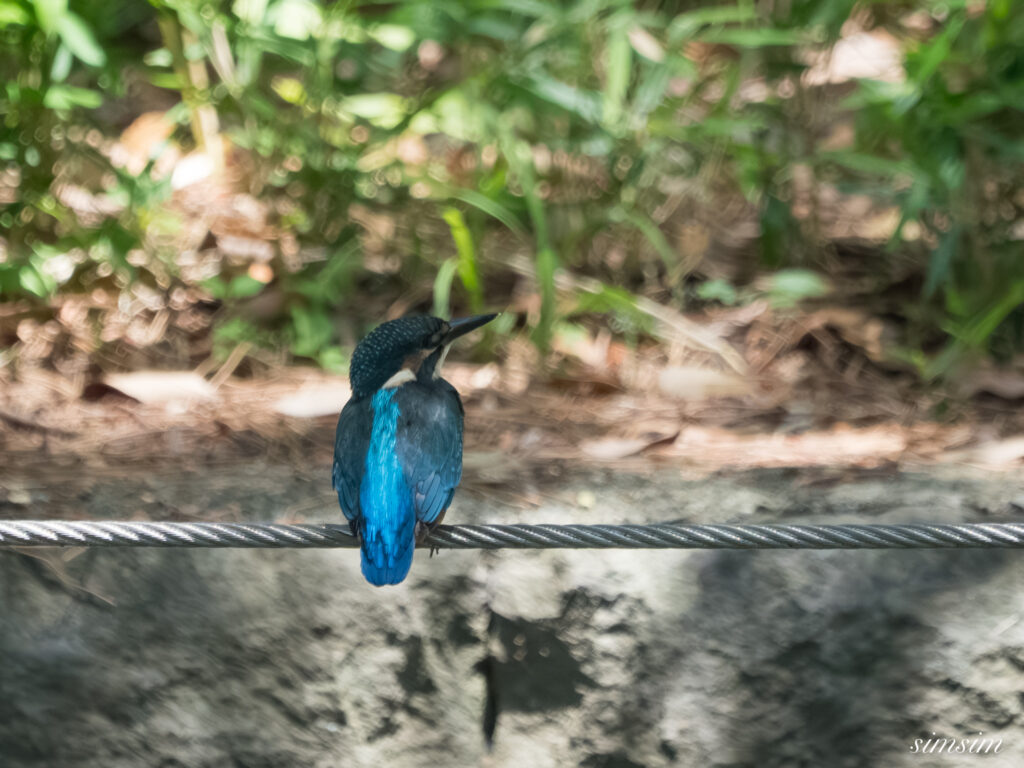 都内の公園 カワセミ幼鳥