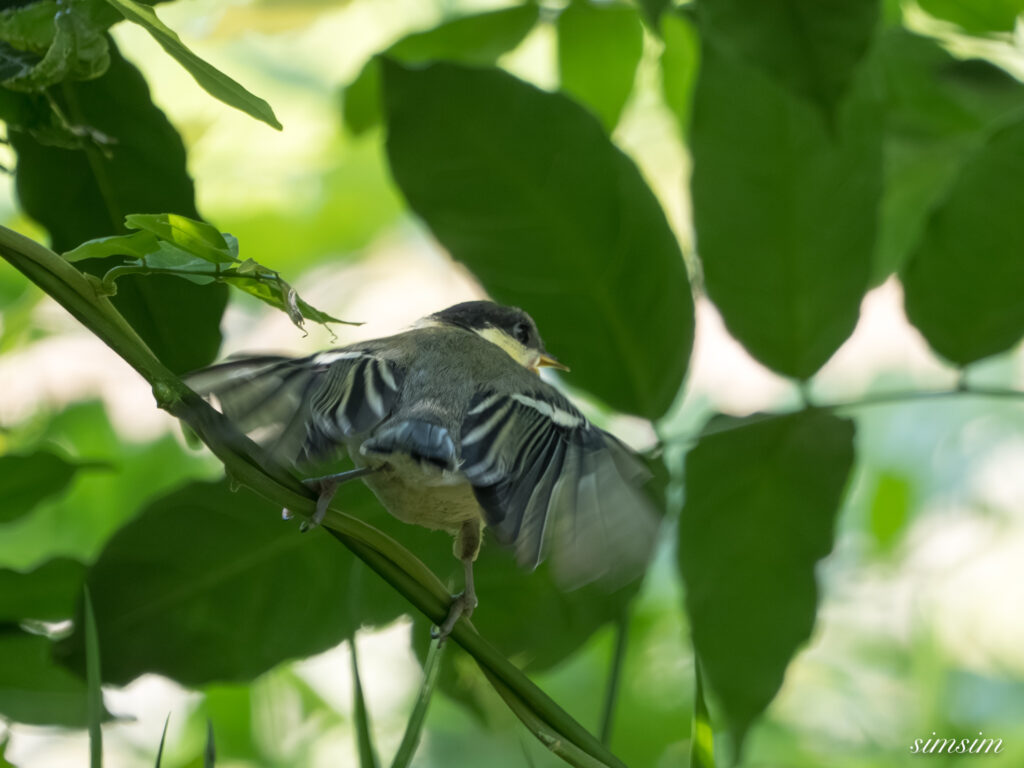 都内の公園 シジュウカラ幼鳥