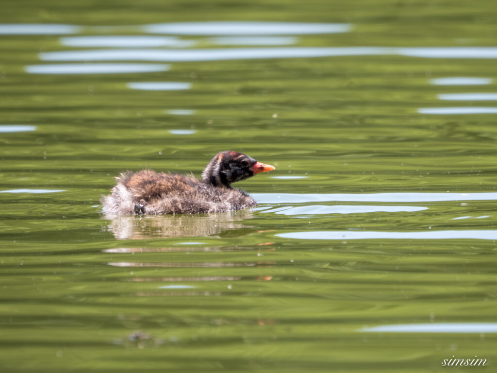都内の公園 カイツブリ幼鳥