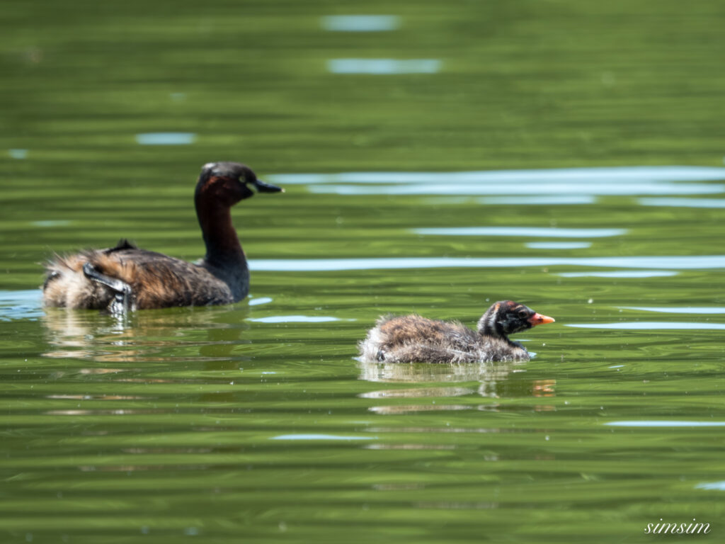 都内の公園 カイツブリ幼鳥