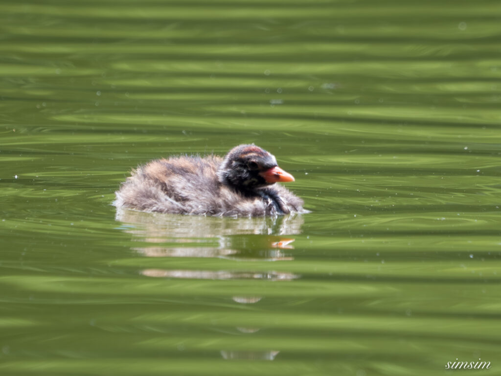 都内の公園 カイツブリ幼鳥