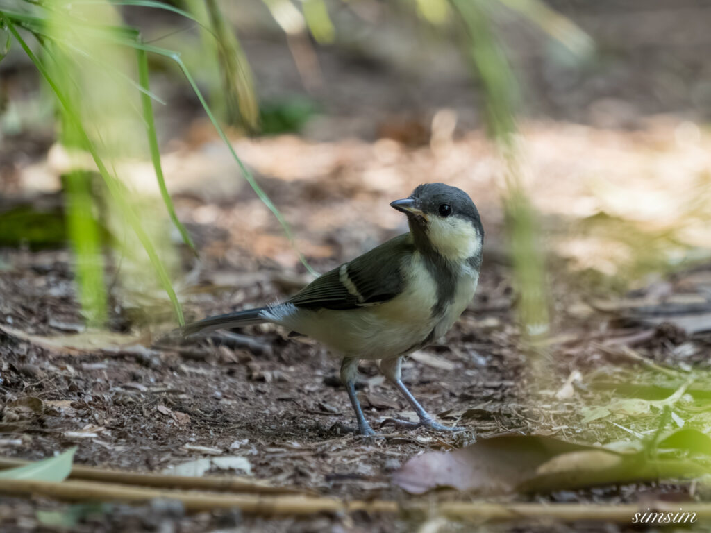 都内の公園 シジュウカラ幼鳥