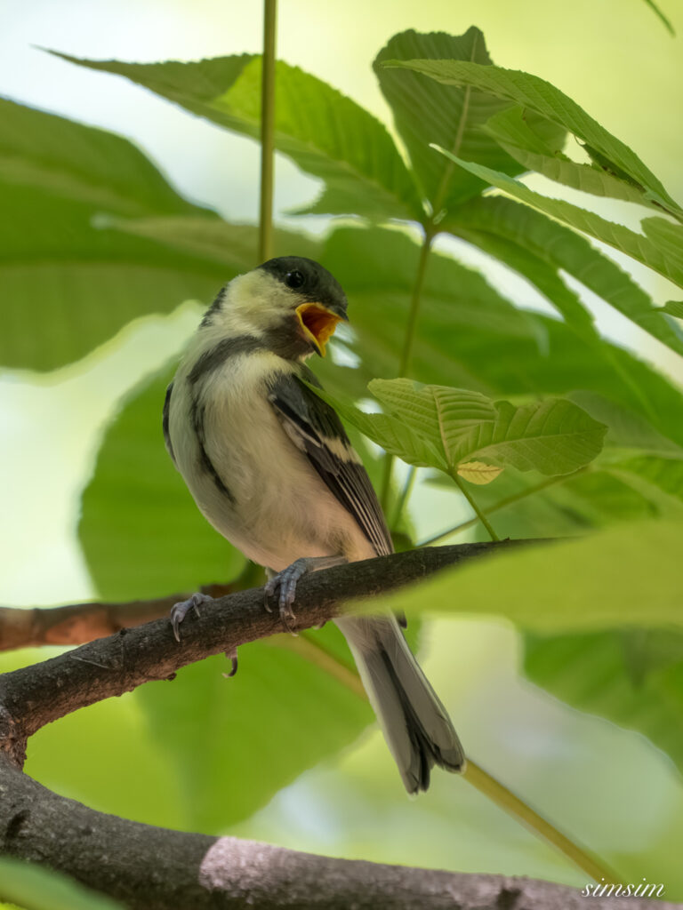 都内の公園 シジュウカラ幼鳥