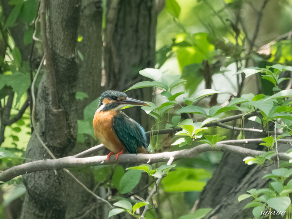 都内の公園 カワセミ