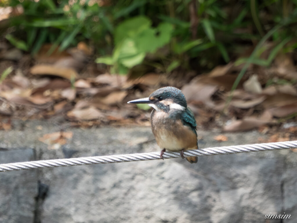都内の公園 カワセミ幼鳥