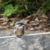 都内の公園　カワセミ幼鳥