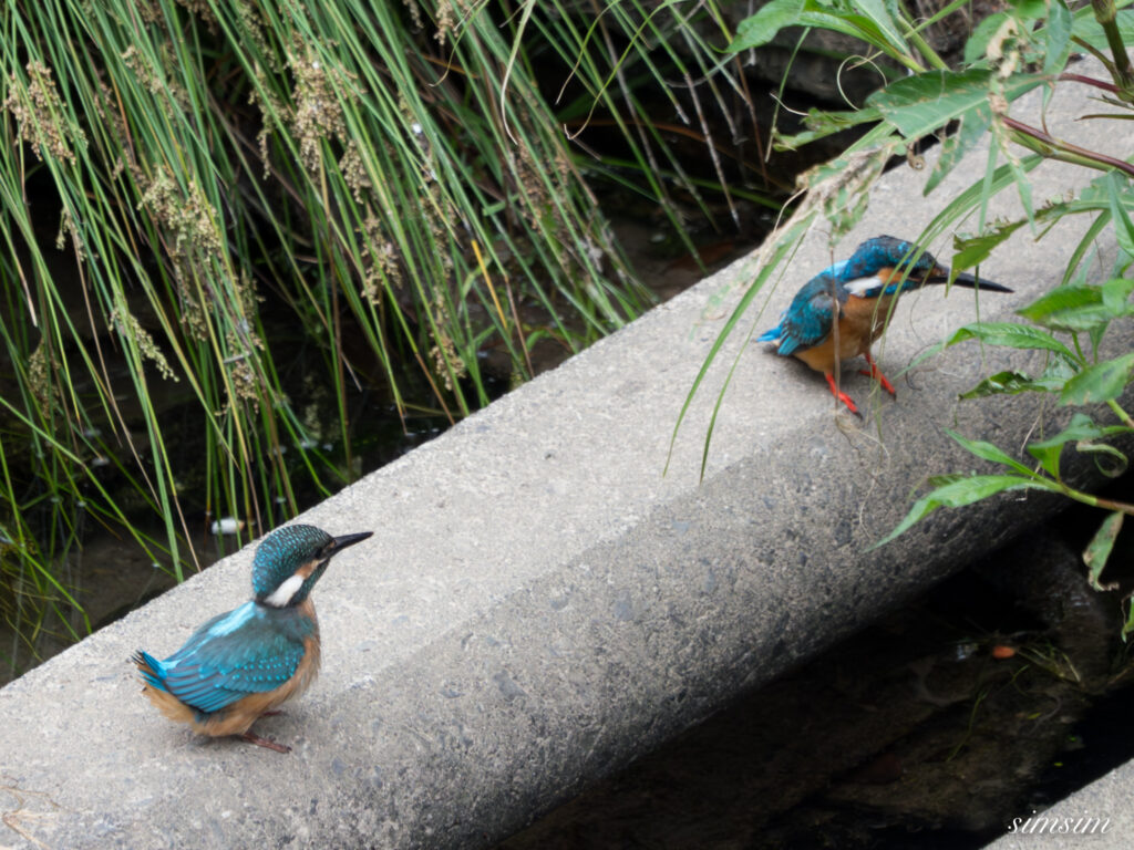 東京都内の川　カワセミ幼鳥