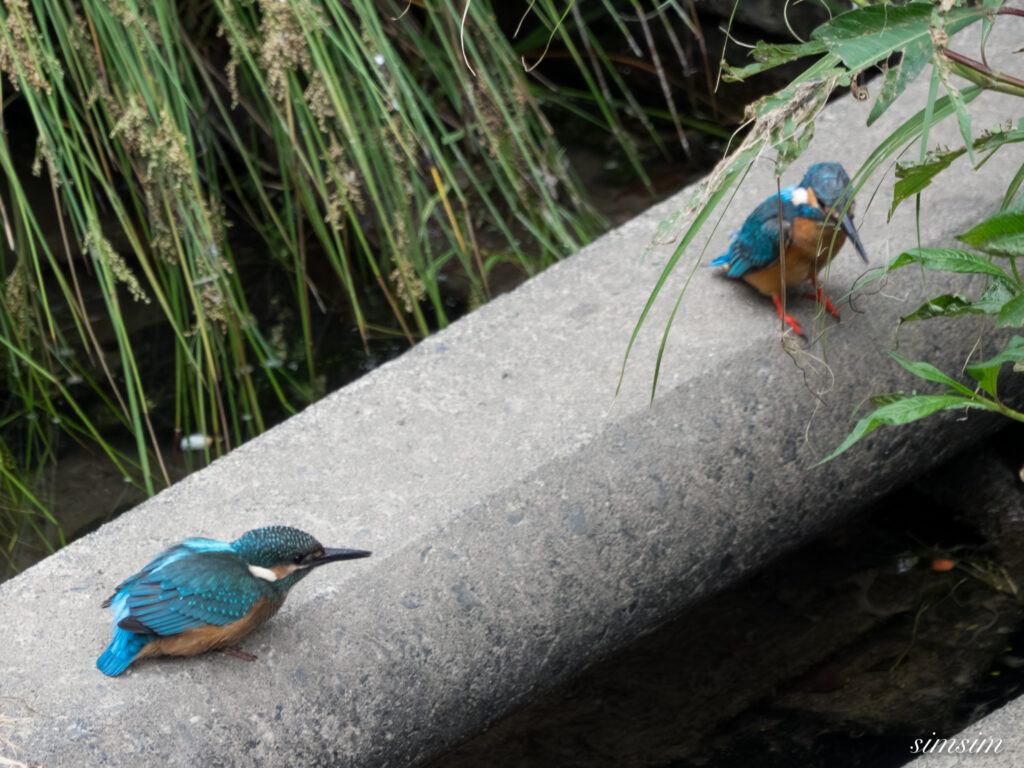 東京都内の川 カワセミ幼鳥