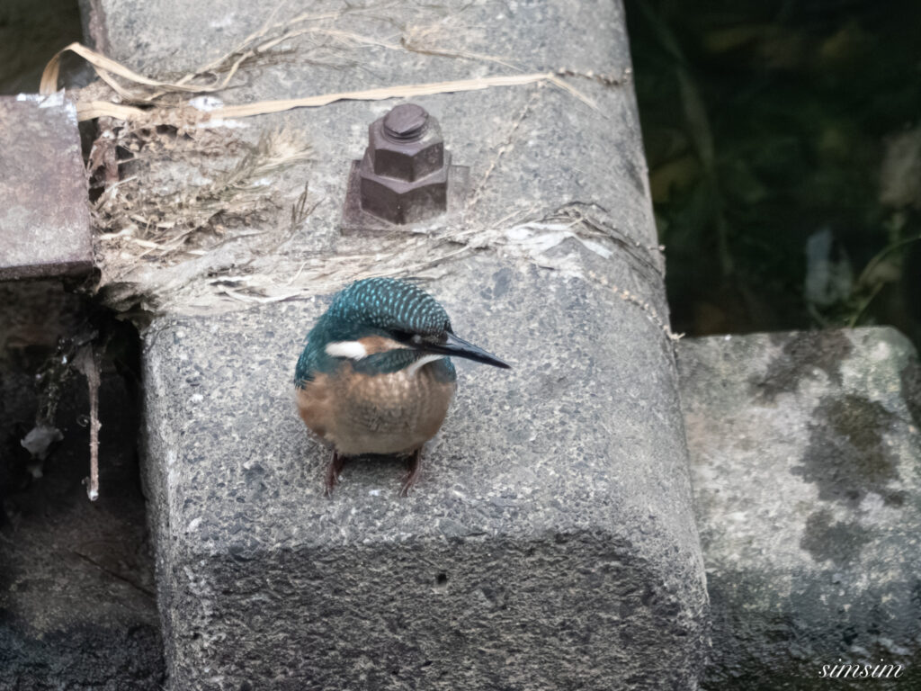 東京都内の川　カワセミ幼鳥