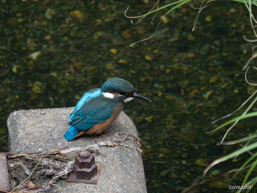 東京都内の川 カワセミ幼鳥