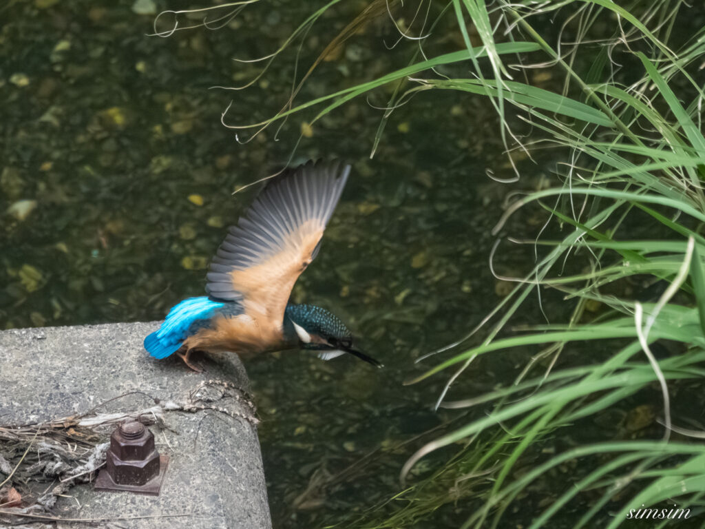 東京都内の川　カワセミ幼鳥