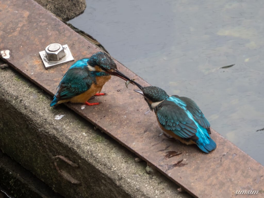 東京都内の川　カワセミ幼鳥