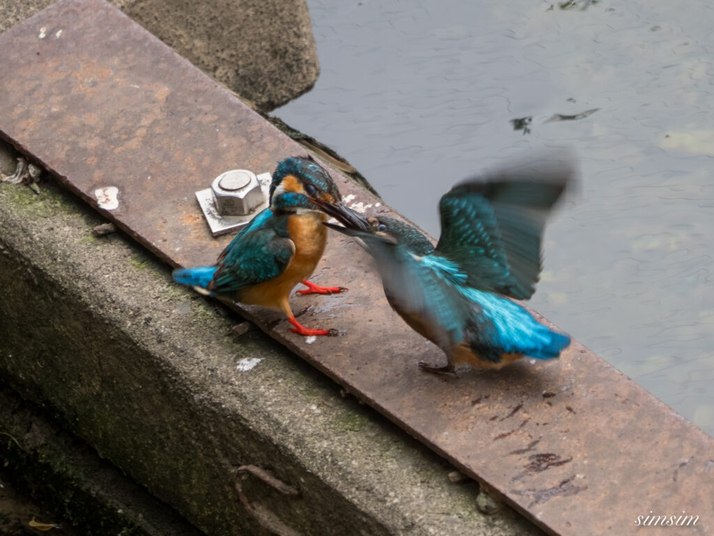 東京都内の川 カワセミ幼鳥