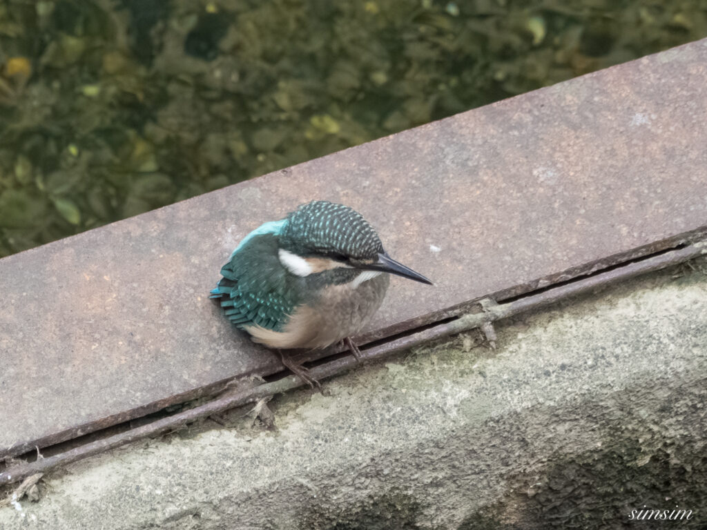 東京都内の川　カワセミ幼鳥