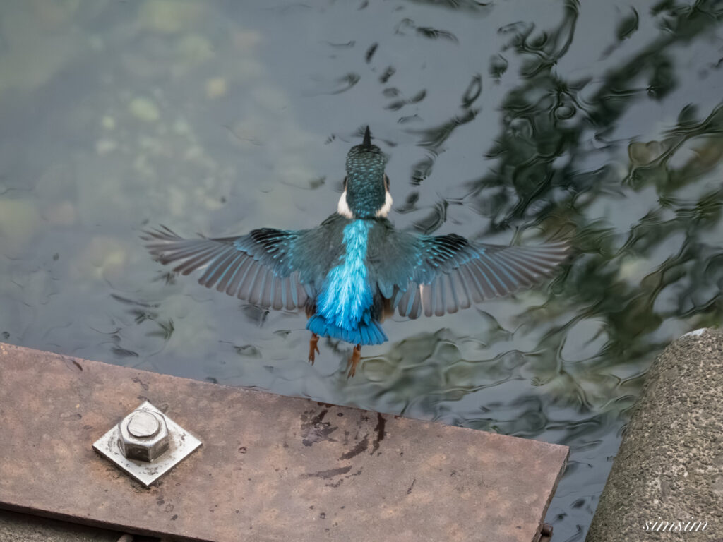 東京都内の川　カワセミ幼鳥