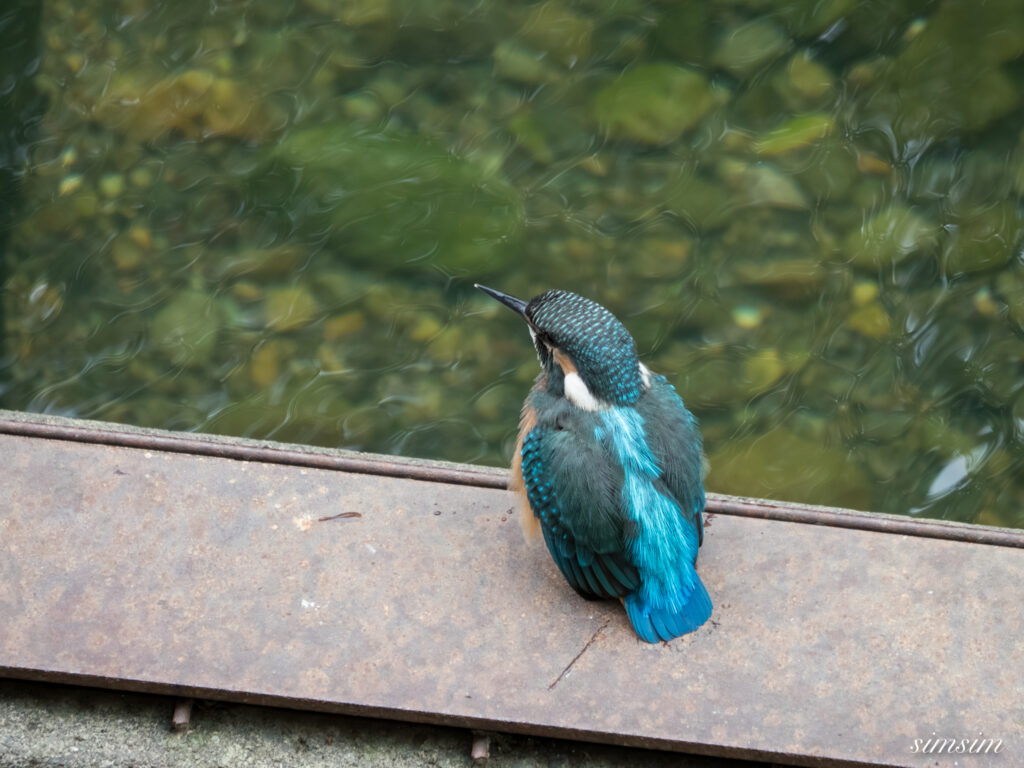 東京都内の川　カワセミ幼鳥