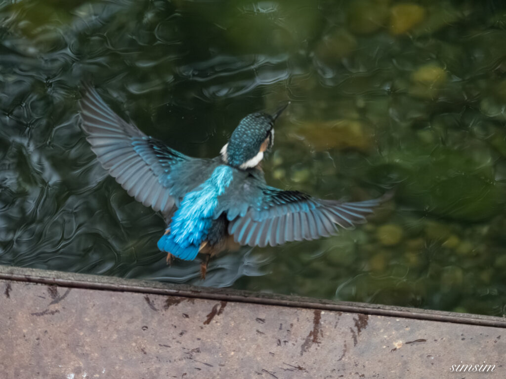 東京都内の川 カワセミ幼鳥