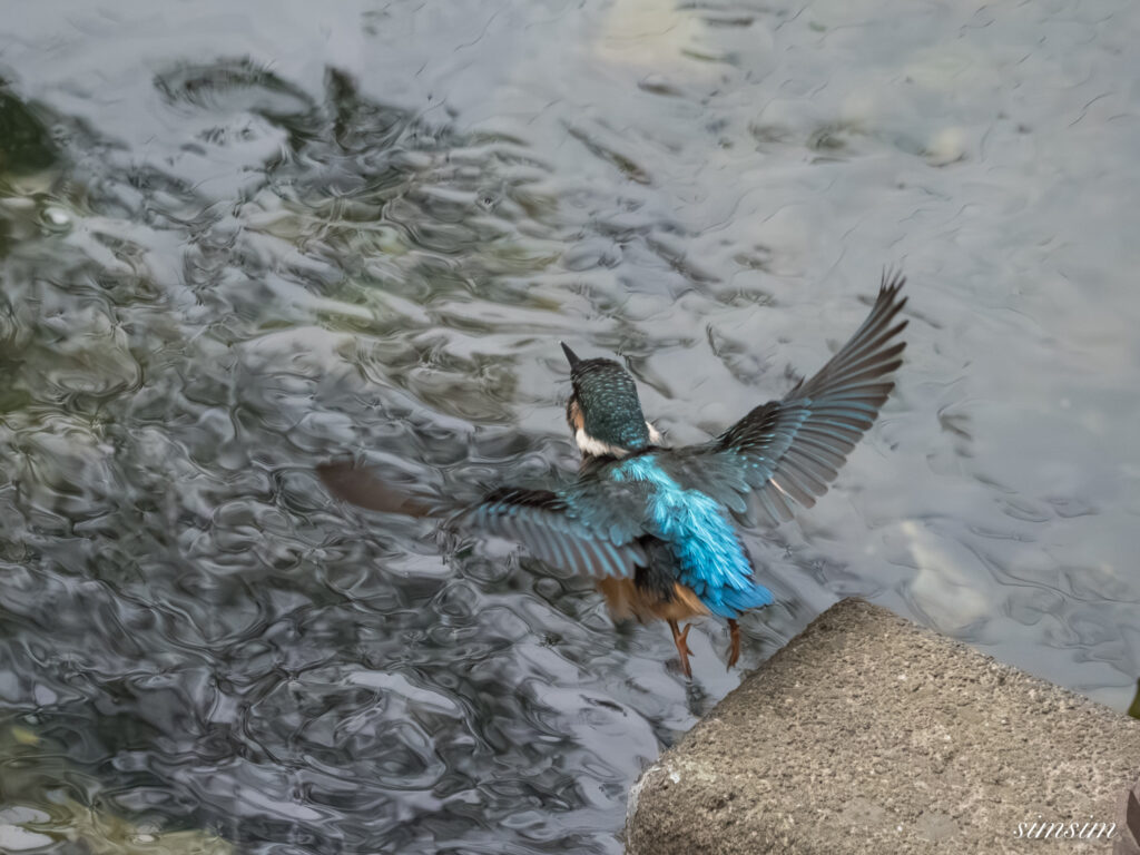 東京都内の川　カワセミ幼鳥