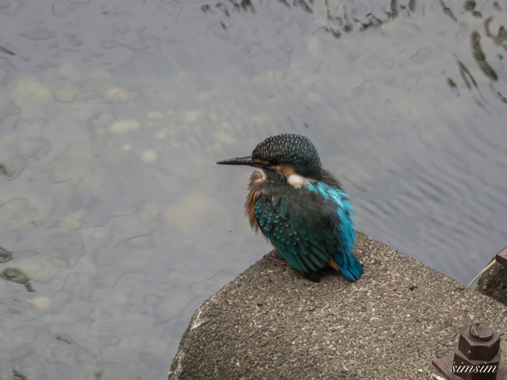 東京都内の川 カワセミ幼鳥