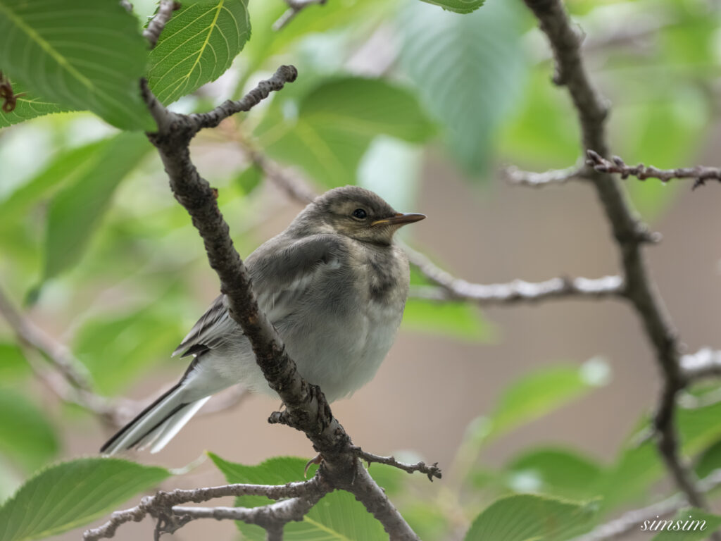 東京都内の川 ハクセキレイ幼鳥