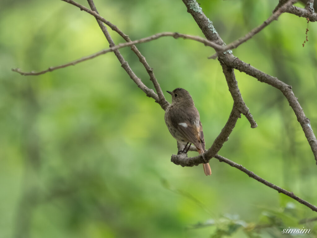 長野の高原　ジョウビタキ