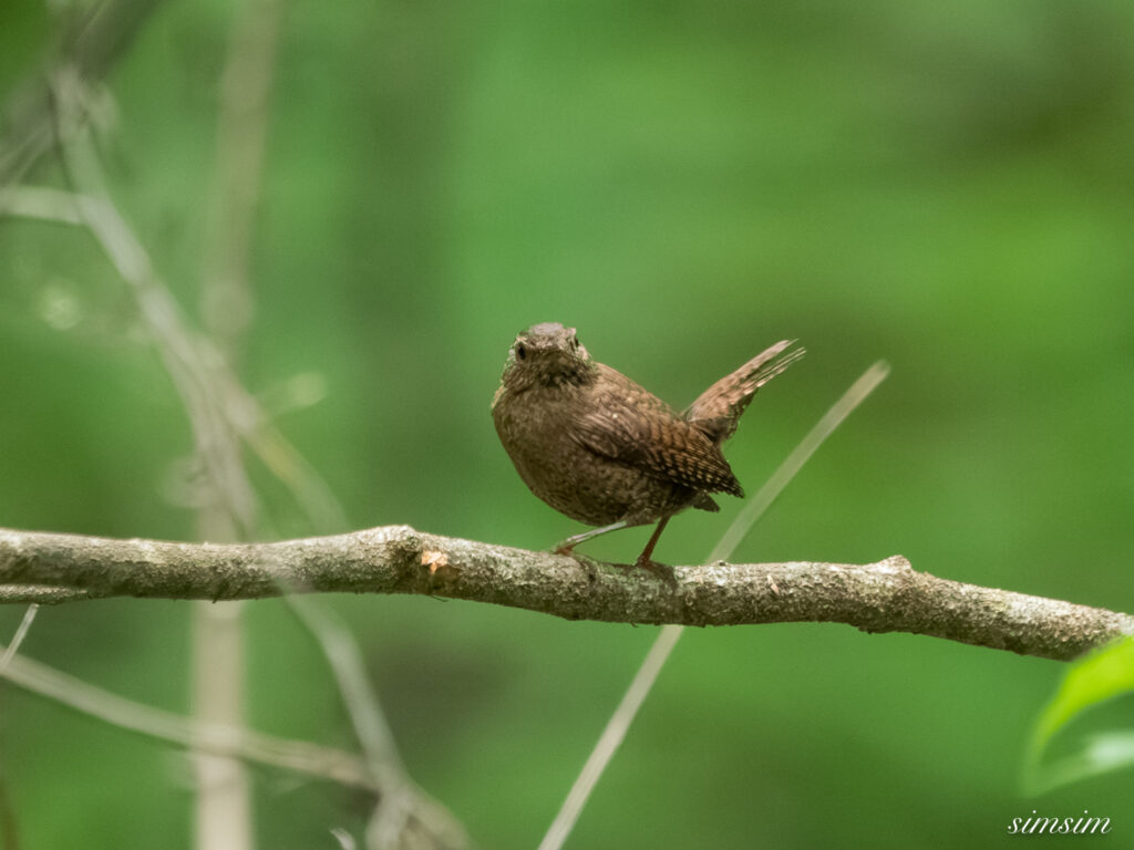 長野の森　ミソサザイ