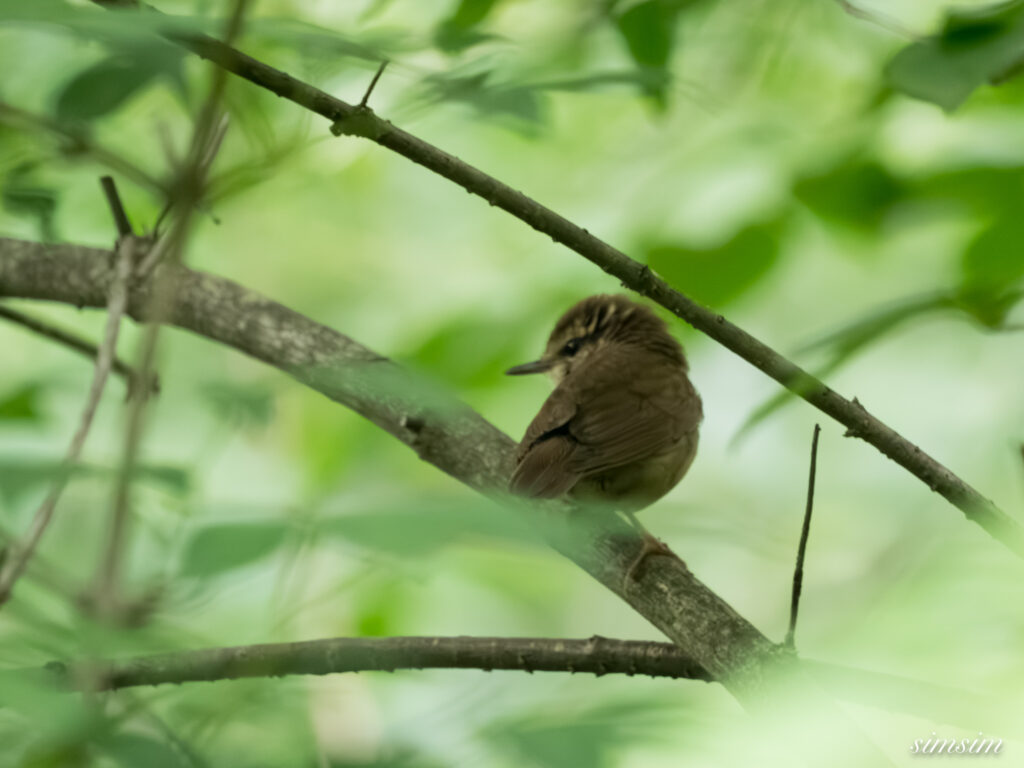長野の森　ヤブサメ