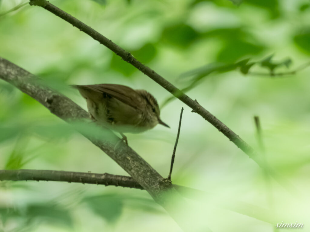 長野の森　ヤブサメ