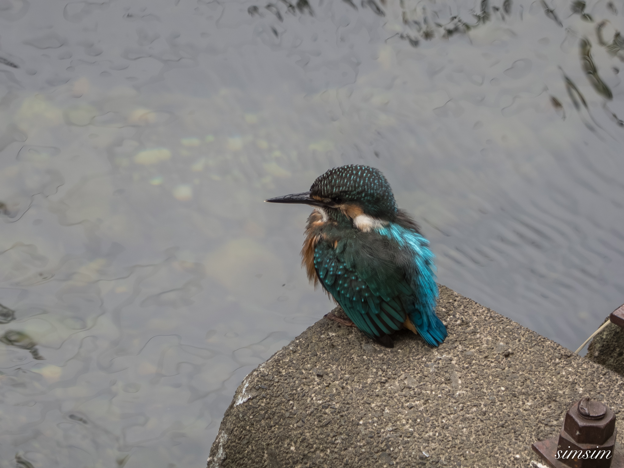 東京都内の川　カワセミ幼鳥