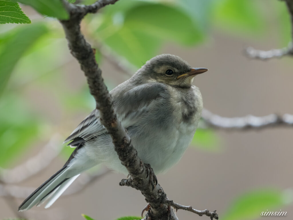 東京都内の川 ハクセキレイ幼鳥