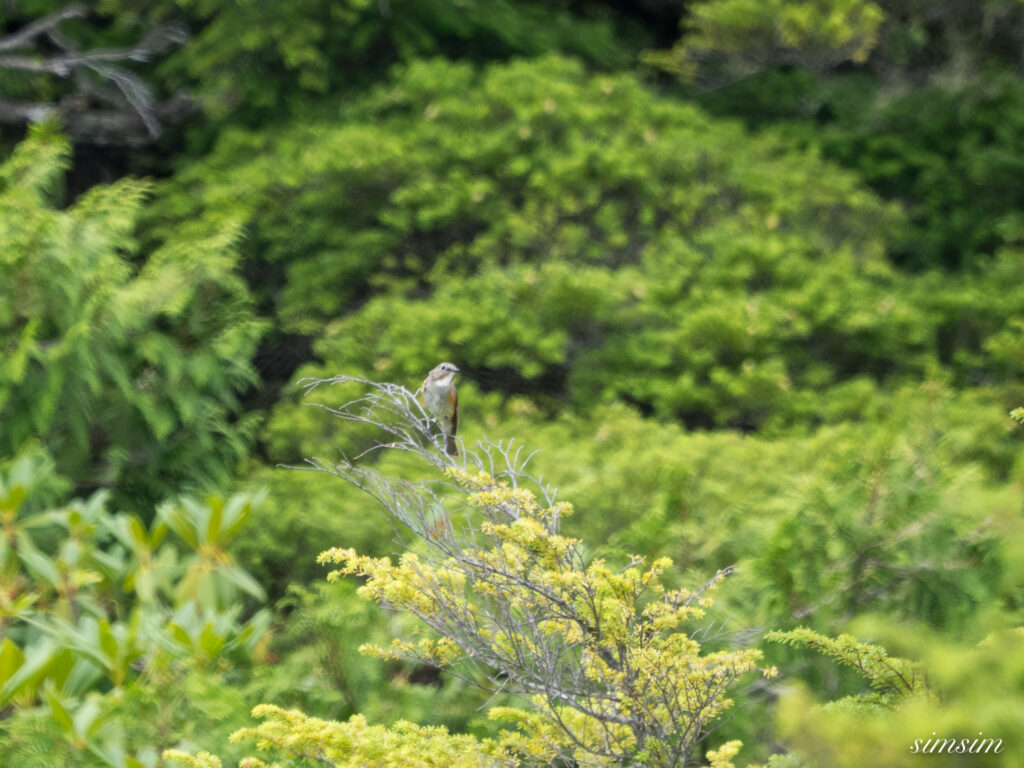 長野のお山 ルリビタキ