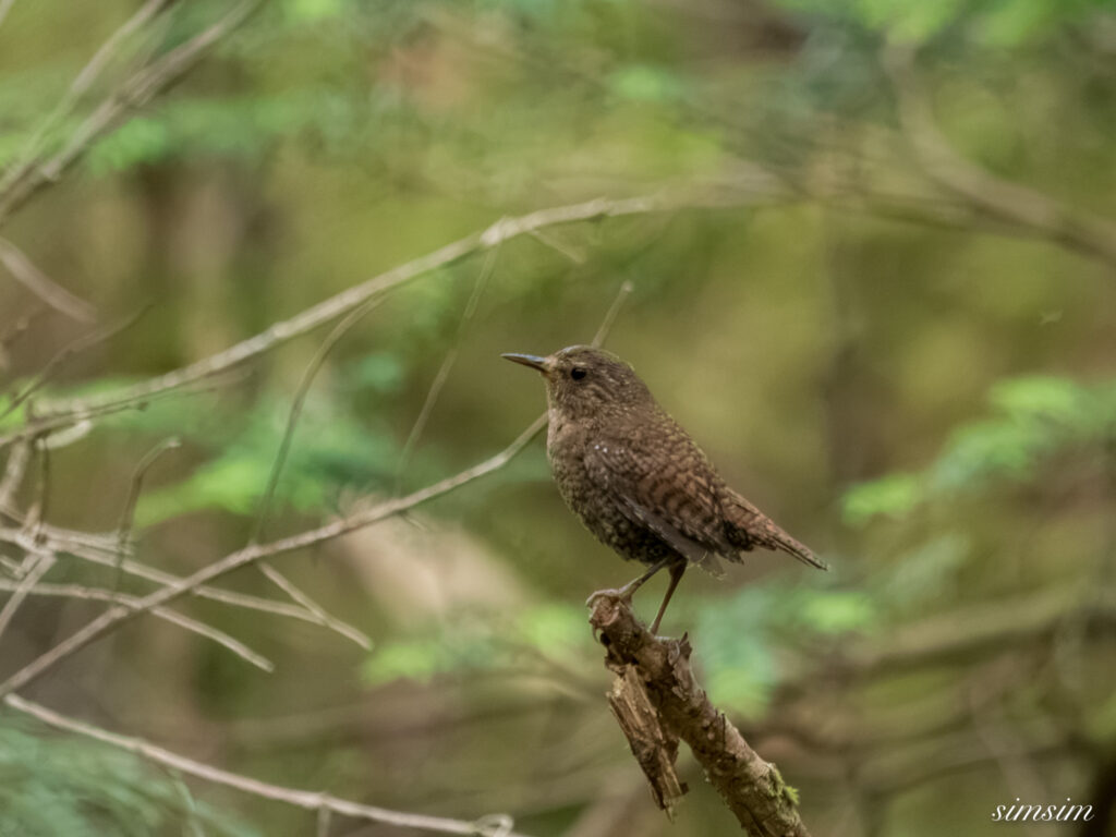 長野のお山 ミソサザイ