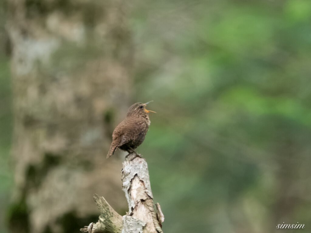 長野のお山 ミソサザイ