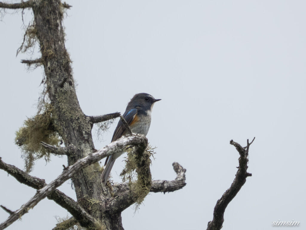 長野のお山 ルリビタキ