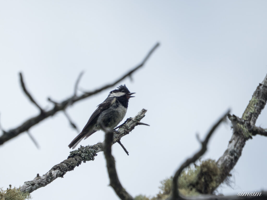 長野のお山 ヒガラ