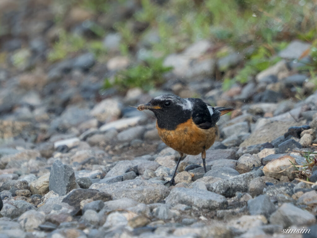 長野の高原 ジョウビタキ